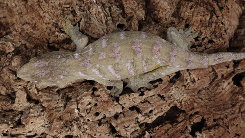 LB528- Female High Color Leachianus Gecko