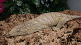 LB528- Female High Color Leachianus Gecko