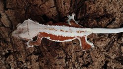 Frap40- Insane Red Frappuccino Female Crested Gecko