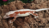 Frap40- Insane Red Frappuccino Female Crested Gecko