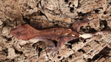Cap37- Female Dalmation Cappuccino Crested Gecko