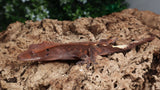 Cap37- Female Dalmation Cappuccino Crested Gecko