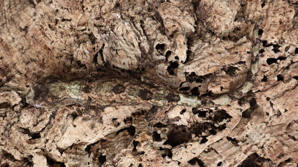 CH92- Male Pine Island Chahoua Gecko