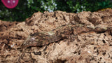 CH92- Male Pine Island Chahoua Gecko