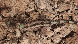 CH91- Male  Pine Island Chahoua