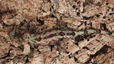 CH91- Male  Pine Island Chahoua