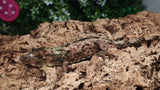 CH91- Male  Pine Island Chahoua