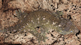 LB530- RTB Proven Male Pure Nuuami Leachianus Gecko