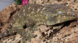 LB530- RTB Proven Male Pure Nuuami Leachianus Gecko