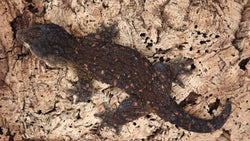 LB529- RTB Male Pure Yate Leachianus Gecko