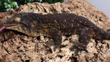 LB529- RTB Male Pure Yate Leachianus Gecko