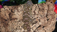 LB532- RTB Proven Female -Princess- Leachianus Gecko