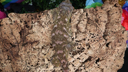 LB532- RTB Proven Female -Princess- Leachianus Gecko