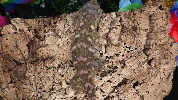 LB532- RTB Proven Female -Princess- Leachianus Gecko