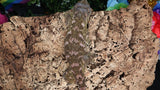 LB532- RTB Proven Female -Princess- Leachianus Gecko