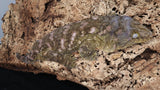 LB532- RTB Proven Female -Princess- Leachianus Gecko