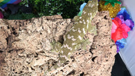 LB531- RTB Proven Male Brosse - Nelson - Leachianus Gecko