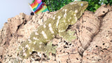 LB531- RTB Proven Male Brosse - Nelson - Leachianus Gecko