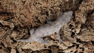 LB538- Male High Color X Leachianus Gecko
