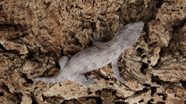 LB538- Male High Color X Leachianus Gecko