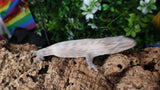 LB538- Male High Color X Leachianus Gecko
