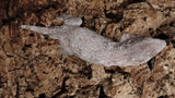 LB542- Het. Hypo Leachianus Gecko