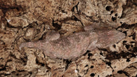 LB541- Amazing Purple Leachianus Gecko