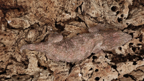 LB541- Amazing Purple Leachianus Gecko
