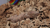 LB541- Amazing Purple Leachianus Gecko