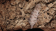 LB540- Pink Male Leachianus Gecko