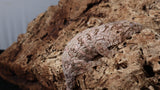 LB540- Pink Male Leachianus Gecko