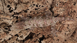LB539- Purple Spot Female Leachianus Gecko