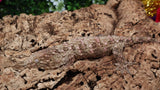 LB539- Purple Spot Female Leachianus Gecko