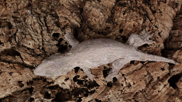 LB534- Female GTX Leachianus Gecko