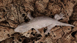 LB534- Female GTX Leachianus Gecko