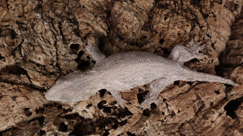 LB534- Female GTX Leachianus Gecko