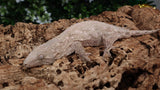 LB534- Female GTX Leachianus Gecko