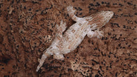 LB536- Male HCGTX Leachianus Gecko