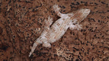 LB536- Male HCGTX Leachianus Gecko