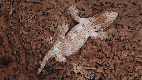 LB536- Male HCGTX Leachianus Gecko