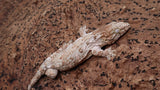 LB536- Male HCGTX Leachianus Gecko
