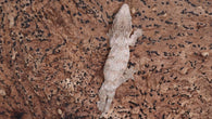 LB543- Pure Bayo Leachianus Gecko