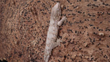 LB543- Pure Bayo Leachianus Gecko