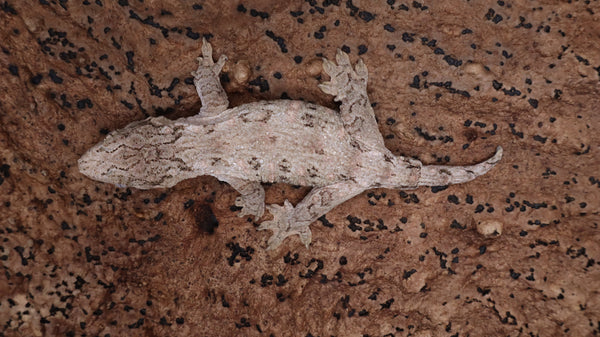 LB544- HCGTX Male Leachianus Gecko