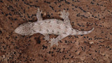 LB544- HCGTX Male Leachianus Gecko