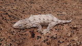 LB544- HCGTX Male Leachianus Gecko