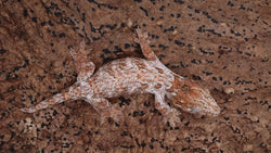 LB537- Pure Brosse Female Leachianus Gecko