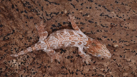 LB537- Pure Brosse Female Leachianus Gecko
