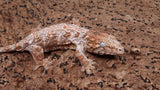 LB537- Pure Brosse Female Leachianus Gecko