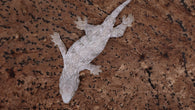 LB535- Male Pink Leachianus Gecko